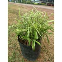 ราคา ต้นไผ่เงิน ไผ่แมว Bamboo plants (21037597342)