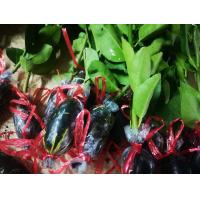 ราคา กิ่งมะนาวแป้นพวงบ้านแพ้ว (18287435733)