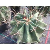 ราคา เฟอโรเล็บเหยี่ยว ไซต์ใหญ่ ไม้เมล็ด 14 15 ซม ต้นกระบองเพชร กรุณาอ่านรายละเอียดก่อนทำการสั่งซื้อครับ (17082123834)