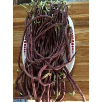 ราคา เมล็ดพันธุ์ ถั่วพุ่ม ถั่วพุ่มม่วง ถั่วไร้ค้าง ปลูกง่าย ทนแล้ง 300 เมล็ด 10 เเถม 1 คละได้ (13461828945)