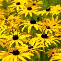 ราคา เมล็ดพันธุ์ ดอกแบล็คอาย ซูซาน Black Eyed Susan Seed 1000 เมล็ด คุณภาพดี ของแท้ 100 (20916628089)