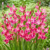 ราคา 10 หัว แกลดิโอลัส Gladiolus ดอกซ่อนกลิ่นฝรั่ง หรือ ดอกคำมั่นสัญญา สายพันธุ์ Volcano Hardy (21081353042)