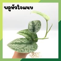 ราคา พลูหัวใจแนบ จำนวน 1 กิ่ง Scindapsus Pictus Exotica ต้นไม้ฟอกอากาศ ต้นไม้ประดับ ไม้มงคล ไม้เลื้อย (15937727777)