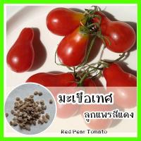 ราคา พร้อมส่ง รหัส 070 เมล็ดพันธุ์แท้ OP แท้ มะเขือเทศลูกแพร สีแดง Red Pear Tomato พืชผักสวนครัว เมล็ดมะเขือเทศ เมล็ดพันธุ์ผัก (7665815804)