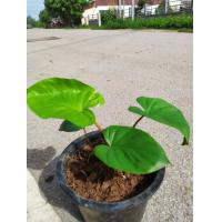 ราคา ว่าน เสน่ห์จันทร์แดง เชื่อว่าเป็นว่านประเภทเมตตามหานิยม ว่านเสริมโชคเสริมลาภ กระถาง 5นิ้ว 159บาท (8789188599)