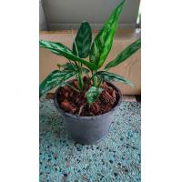 ราคา ต่นเขียวหมื่นปีหรือเกล็ดมังกรไม้มงคล (9621519599)