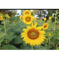 ราคา ขายถูก เมล็ดพันธุ์ทานตะวัน แมมมอธ 100 เมล็ด ปลูกโชว์สวยงาม ทนแล้ง ดอกใหญ่ โตเร็ว (1603916350)