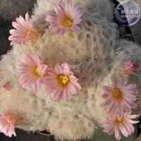 ราคา 30 เมล็ด ขนนกเหลืองดอกชมพู แมมขนนกญี่ปุ่น ขนนกขาวญี่ปุ่น ดอกสีชมพู Mammillaria plumosa เมล็ดกระบองเพชร แคคตัส (9108066108)