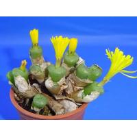 ราคา 12 เมล็ด Conophytum โคโนไฟตัม กระบองเพชร ไม้อวบน้ำ กุหลาบหิน แคคตัส สายพันธุ์ Conophytum auriflorum (20559517036)