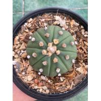 ราคา แอสโตรไฟตัม ASTROPHYTUM no 11 P7 (20992605022)