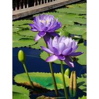 ราคา เมล็ดบัว สีม่วงเม็ดเล็ก ของแท้ 100 เมล็ดพันธ์ุบัว ดอกบัว ปลูกบัว เม็ดบัว สวนบัว Lotus Waterlily seeds 100 เมล็ด (21008987781)