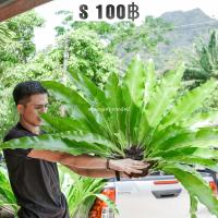 ราคา เฟิร์นข้าหลวง เฟิร์นรังนก ต้นเฟิร์นไม้มงคล (19937435574)