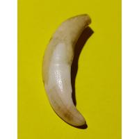 ราคา เขี้ยวหมูตัน หากินเก่ง หากินคล่อง ของเก่าเก็บ ยาว5x1 5ซ ม (15727749606)