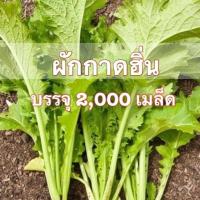 ราคา ผักกาด เขียวน้อย ผักกาดหิ่น ผักวาซาบิ Mustrad Green 2000 เมล็ด (7872570361)