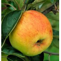 ราคา 20 เมล็ด ผลไม้ แอปเปิ้ล Apple Seeds ปลูกเป็นบอนไซได้ ประดับบ้าน สายพันธุ์ Apple Bountiful (21128306689)