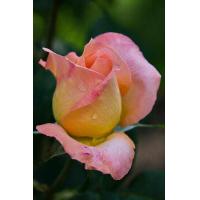 ราคา 12 Climber Roses Seeds เมล็ดกุหลาบ ต้นไม้ประดับบ้าน กุหลาบเลื้อย สายพันธุ์ Joyfulness ดอกสีชมพู (20648715524)