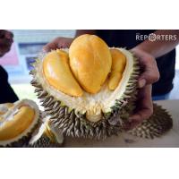 ราคา ต้นทุเรียน ต้นทุเรียนหนามดำ หรือ โอวฉี่ สายพันธุ์แชมป์จากประเทศมาเลเซีย ปลูกง่าย จัดส่งพร้อมกระถาง 6 นิ้ว ลำต้นสูง 70 ซม (21014398192)