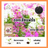 ราคา เมล็ดพันธุ์ ดอกเสี้ยนฝรั่งบรรจุ 60 เมล็ด (21042425750)