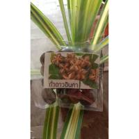 ราคา เมล็ดพันธุ์ ถั่วดาวอินคา พร้อมปลูก 1ซองมี 18 เมล็ด 25 บาท (16402321486)