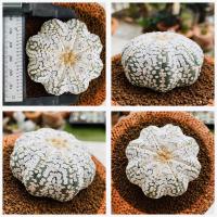 ราคา แอสโตรไฟตัม สตาร์เชฟ ปลาดาว ปลาดาวจีน ยามาโมโตะ Star shape Astrophytum Cactus กระบองเพชร (20982258321)