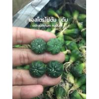 ราคา จัดโปร แอสโตร 9บาท แอสโตรไฟตัม Astrophytum กระบองเพชร แคคตัส ไม้อวบน้ำ ไม้สวยคัดทุกต้น แอสโตรซุปเปอร์ คาบูโตะ นูดัม แอสทีเรียสเว้า (10095069617)