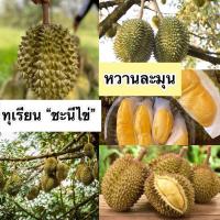 ราคา ต้นทุเรียนพันธุ์ชะนีไข่แท้ เสียบยอดแล้ว พร้อมลงปลูก ปลูกง่าย โตไว ให้ผลผลิตไว จาก บ้านและสวน แม่สมใจ (21064413260)