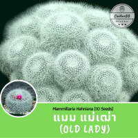 ราคา แมม แม่เฒ่า Mammillaria Hahniana OLD LADY 10 เมล็ด (4114680338)