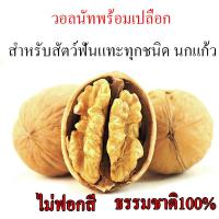 ราคา วอลนัท Walnut สำหรับนกแก้ว หนูแฮมสเตอร์ กระรอก แพรี่ด็อก และสัตว์ฟันแทะ กัดแทะเล่น อารณ์ดี แหล่งของไขมัน โปรตีน ชุด 5 ลูก (18070304923)