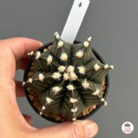 ราคา ยิมโน LB Hybrid Gymnocalycium แคคตัส กระบองเพชร cactus succulent (4528955000)