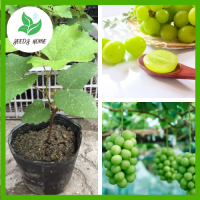 ราคา ต้นต่อกิ่งสูง 40 60 ซม ต้นองุ่นพันธุ์ไชน์มัสแคทเกาหลีพันธุ์แท้ F1 องุ่นหวานสุดๆ สีสะดุดตา รสชาติอร่อย (17607787998)