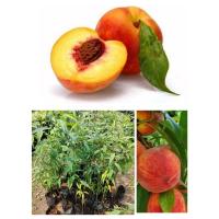 ราคา ต้นพีช หรือต้นลูกท้อ รสหอมหวานอมเปรี้ยวนิด ต้นพร้อมปลูกโตเร็ว สูง60 70ซ ม (18512781241)