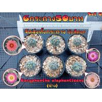 ราคา จัดเซ็ต 6 กระถาง 50 บาท จัดส่งทั้งกระถาง ต้นกระบองเพชร ต้นแคคตัส แคคตัส กระบองเพชร (21258872751)