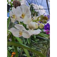 ราคา ต้นกล้วยไม้ แวนด้า สีขาว จัดส่งพร้อมกระถางตามรูป ติดดอกแล้ว เป็นกล้วยไม้แวนด้าใบแบน มีลักษณะใบซ้อนเรียงสลับกัน ช่อดอกตั้งและยาวประมาณ 50 เซนติเมตร ช่อหนึ่งมี 13 15 ดอก (10140389445)