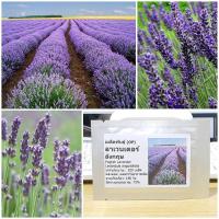 ราคา เมล็ดพันธุ์ ลาเวนเดอร์ อังกฤษ English Lavender Seed 200 เมล็ด คุณภาพดี ราคาถูก ของแท้ (7074450894)