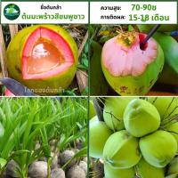 ราคา ต้านทานแมลงและโรคได้ดี ต้นมะพร้าวสีชมพูขาว ไม้ผลเพื่อสุขภาพ ต้นกล้า F1 พันธุ์แท้ ผลหวานกรอบ ปลูกง่าย ออกผลเร็ว (19319712049)