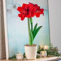 ราคา 1 หัวว่าน ว่านสี่ทิศฮอลแลนด์ Amaryllis bulb inferno 18 24 ซม สินค้านำเข้า แช่เย็นแล้ว หัวขนาดใหญ่ (9107935223)