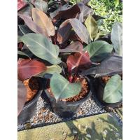 ราคา ฟิโลเดนดรอน แบล็คคาดินัล ต้นกุมารดำเรียก ทรัพย์ Philodendron Black Cardinal ต้นไม้มงคล เรียกเงิน เรียกทองเรียกทรัพย์เข้าบ้าน มนต์เสน่ห์ของสายดำ ใบดำสวย ยิ่งโตยิ่งสวย (17679003020)
