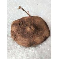 ราคา ว่านสบู่เลือด ตัวผู้ เมีย ครึง1กก ให้เลือก เฉพาะหัว โขดสบู่เลือด ไม้โขด สบู่เลือด เป็นไม้เถาร์สวยงาม (16877870903)