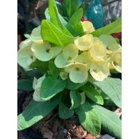 ราคา ต้นโป๊ยเซียน พันธ์ เงินพันล้าน พันธ์ดอกใหญ่สีเหลือง เป็นต้นไม้มงคล Crown of thorns plant ต้นดอกเป็นพวงช่อใหญ่ ต้นฟอร์มสวย โป๊ยเซียนปลูกแล้วจะนำโชคลาภ เงินทองมาให้ ค้าขายร่ำรวย ภาพถ่ายจากต้นจริงจากทางร