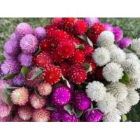 ราคา บานไม่รู้โรยคละสี50เมล็ด (10662528154)