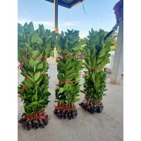 ราคา ขายกิ่งพันมะนาวแป้นสุขประเสริฐกิ่งละ98บาทเปลือกบางทนโรคครับกิ่งพัน60 80เซนปลูกง่ายโตเร็วครับรับประกันสายพันแท้ครับปลูกได้ทุกที่ทุกจังหวัดครับ (11484323980)