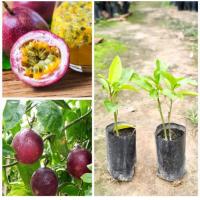 ราคา ต้นเสาวรสม่วง รสชาติหวานอมเปรี้ยว เพาะเมล็ด พร้อมปลูก (19688675760)