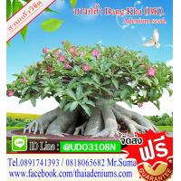 ราคา เมล็ดชวนชม เมล็ดต้นชวนชม 1ซองบรรจุ 10 เมล็ด สายพันธุ์บางคล้า เมล็ดเก็บใหม่ของปีนี้ สดจากสวน (13561076687)