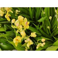 ราคา กล้วยไม้ดิน Spathoglottis ต้นกล้วยไม้ดิน ใบหมาก ดอกสีเหลือง จำนวน1กอ จัดส่งสินค้าตามรูป (17668179539)
