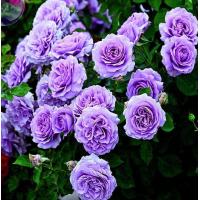 ราคา 25เมล็ด เมล็ดกุหลาบ อังกฤษ พันธุ์เลื้อย สีม่วง สายพันธุ์ของแท้ 100 เมล็ดกุหลาบ ดอกกุหลาบ ปลูกกุหลาบ อัตรางอก70 80 Rose seeds (9079655007)
