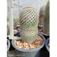 ราคา โคลัมเบียน่า Mammillaria columbiana ไม้เมล็ด ขนาด 3 10 ซม ต้นกระบองเพชร ต้นแคคตัส แคคตัส กระบองเพชร (21162986220)