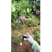 ราคา ต้นหมากหางกระรอก รือ ปาล์มฟอกทล ขายเป็นต้นเล็กในถุงดำพร้อมปลก 79 บาท (11420677961)