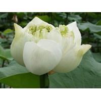 ราคา เมล็ดบัวหลวง ดอกสีขาว ดอกใหญ่ ของแท้ 100 เมล็ดพันธ์ุบัวหลวง ดอกบัว ปลูกบัว เม็ดบัว สวนบัว 8 เมล็ด (21010030086)