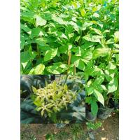 ราคา ต้นบุหงารำไปหรือต้นเข็มเขียว ดอกสวยหอม ไม้ประดับ สูง60 70ซ ม พร้อมปลูก (17162709139)