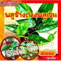 ราคา พลูช้างป่าด่าง พลูใบด่าง พลูช้างเงินไม้มงคล ไม้หายาก เสริมทรัพย์บารมีจัดส่งแบบต้นเล็กพร้อมกระถาง 1ต้น แพ็ค (12627993624)